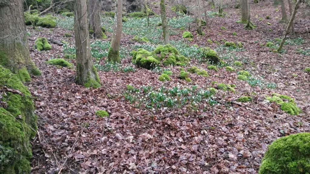 Märzenbecher im Wald